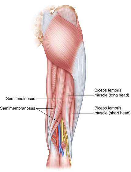 Прикрепление полусухожильной мышцы. Полусухожильная мышца, m. semitendinosus. M biceps femoris. Хамстринги анатомия. Мускулюс бицепс феморис.