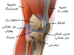 عضلات اطراف زانو 